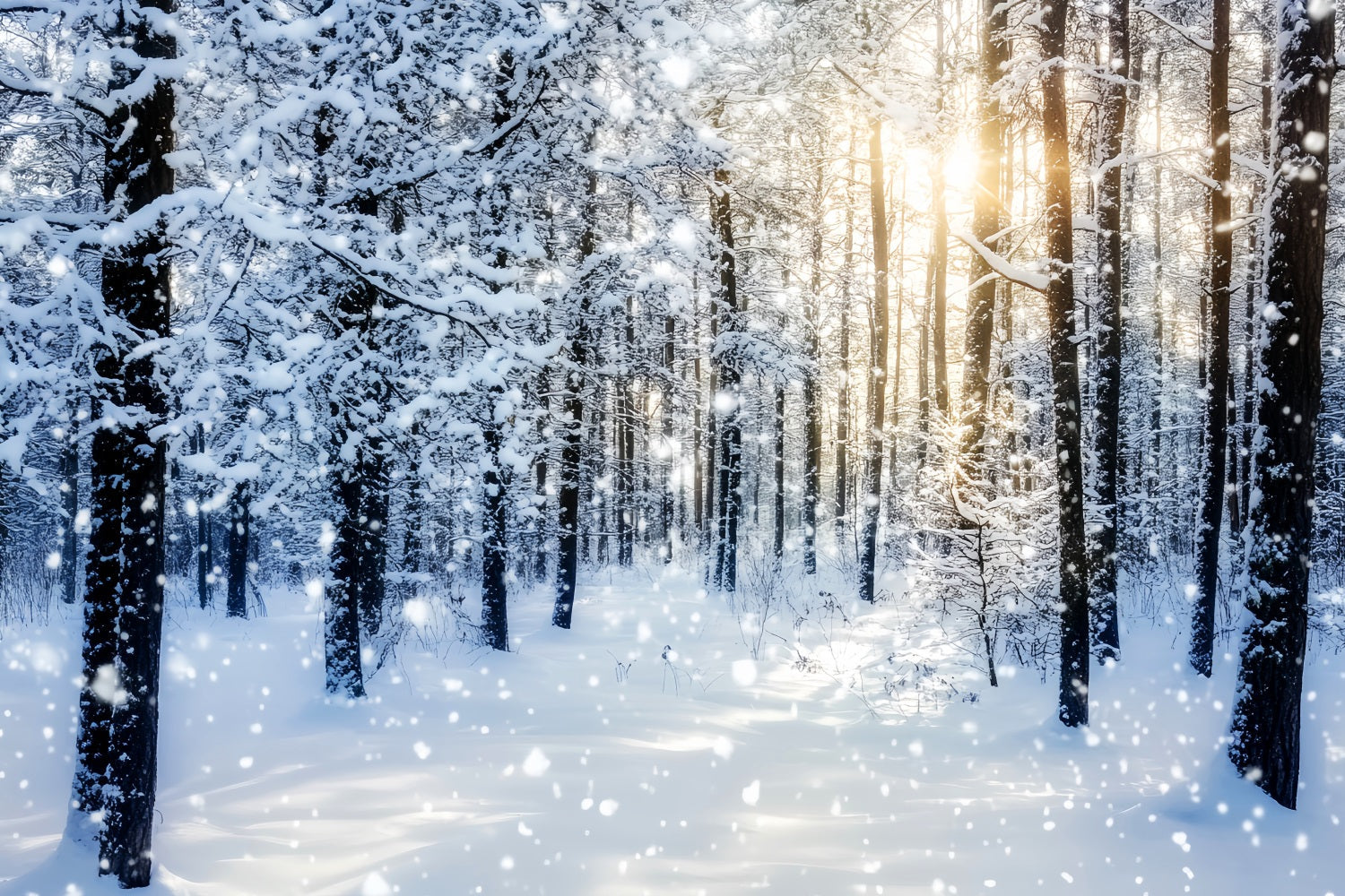 Verschneiter Wald Funkelnder Sonnenaufgang Winterwald Wald-Foto Hintergrund LXX58-276