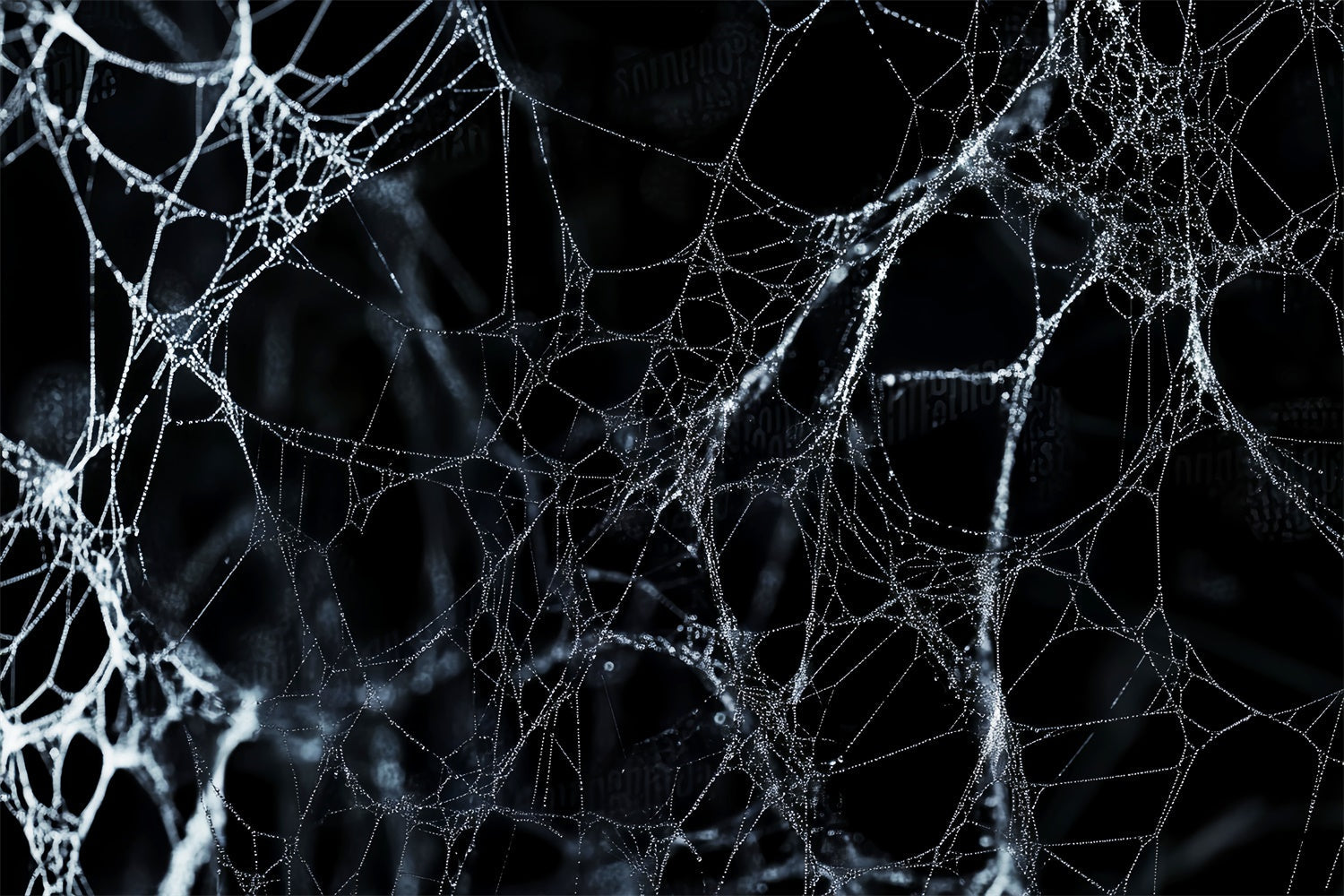 Halloweenkulisse Mitternachts Spinnennetz Foto Hintergrund LXX58-9