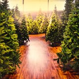 Weihnachtsbäume Bauernhof Hintergrund für Fotografie M10-13