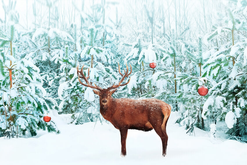 Edler Rothirsch Winterschneewald Hintergrund M11-14