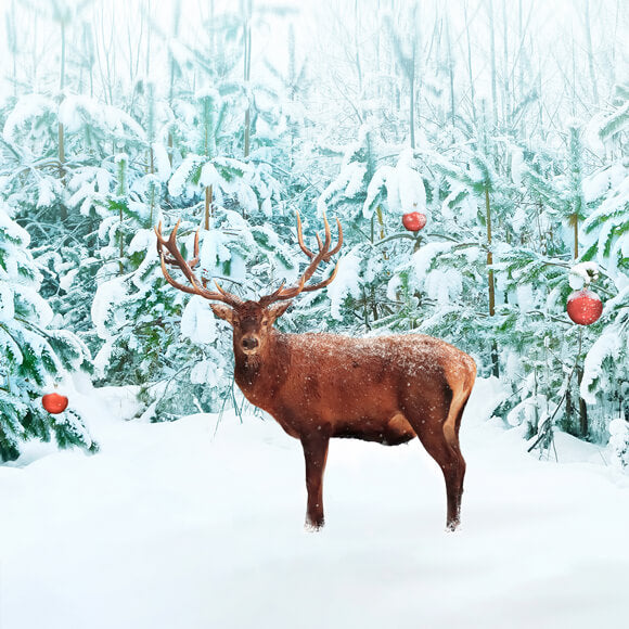 Edler Rothirsch Winterschneewald Hintergrund M11-14