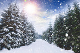 Winterwald Schneefall Sonnenlicht Landschaft Hintergrund M11-45