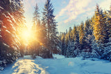 Winterwald Schnee Sonnenschein Landschaft Hintergrund M11-63