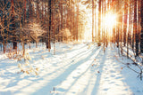 Winter Wald Pfad Sonnenlicht Schnee Hintergrund M11-64