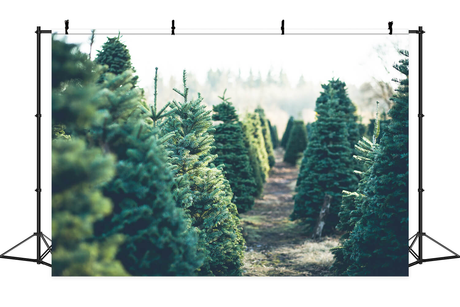 Tannenbaum Wald Morgen Sonnenuntergang Hintergrund M2-15