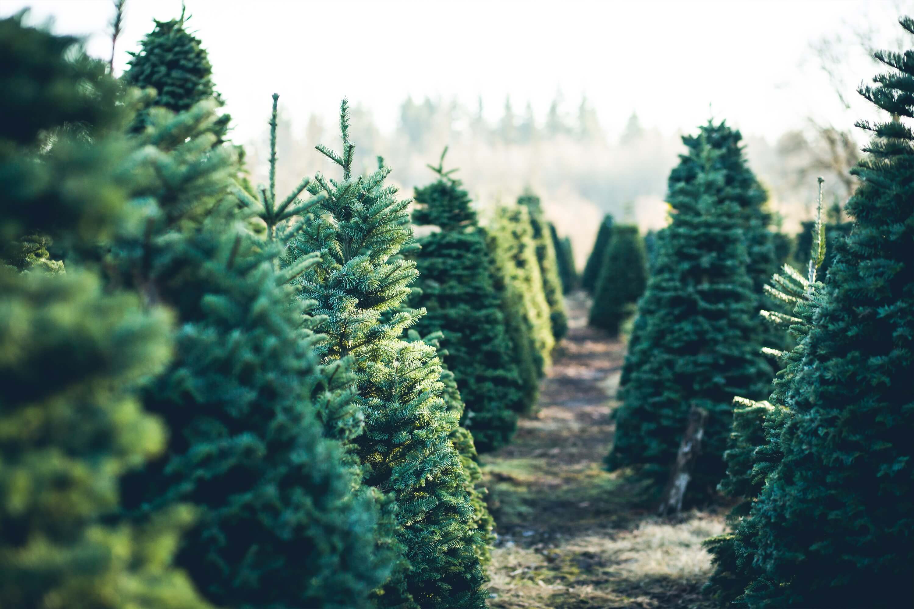 Tannenbaum Wald Morgen Sonnenuntergang Hintergrund M2-15