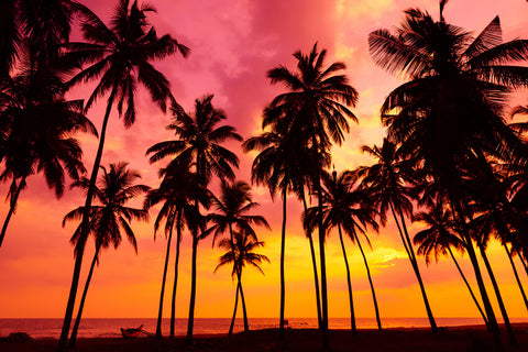 Sommer Hintergrund mit Palmen und Sonnenuntergang am Meer M5-130
