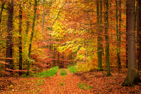 Herbstwald Ahornbäume Fotografie Hintergrund M6-100