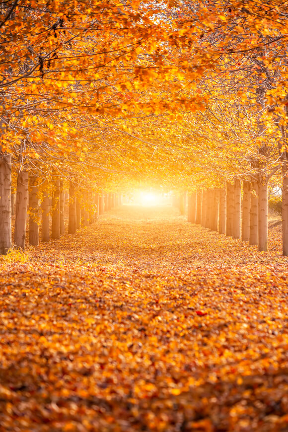 Herbstwald Sonnenschein Ahornbäume Hintergrund M6-104