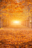 Herbstwald Sonnenschein Ahornbäume Hintergrund M6-104