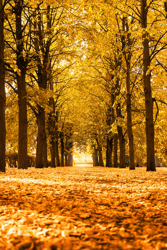 Herbstlandschaft Allee Bäume Sonnenlicht Hintergrund M6-105