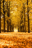 Herbstlandschaft Allee Bäume Sonnenlicht Hintergrund M6-105