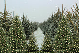 Hintergrund Leinwand Weihnachtsbaum Bauernhof Winter Schnee M6-147