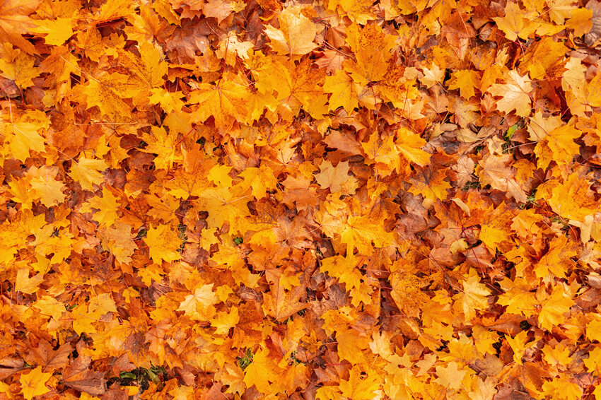 Herbstliche Goldene Ahornblätter Fotografie Hintergrund M6-97