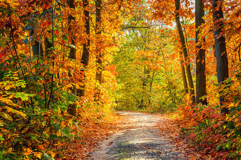Wunderschöner Herbstwaldweg mit Ahornbäumen im Hintergrund M6-99