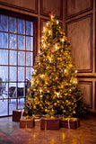 Weihnachtsbaum Fenster Fotografie Hintergrund M7-15