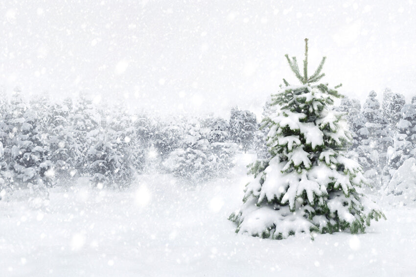 Winterwald Schnee Baum Fotografie Hintergrund M7-23