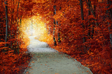 Leinwand Hintergrundbild Herbstwald Magischer Weg Landschaft M7-85