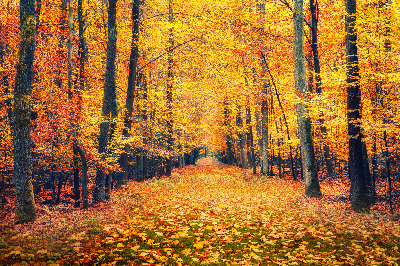 Leinwandhintergrund mit Ahornblatt-Landschaft des Herbstwaldes M7-86