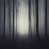 Halloween dunkel düstere Nacht Wald Hintergrund M8-10