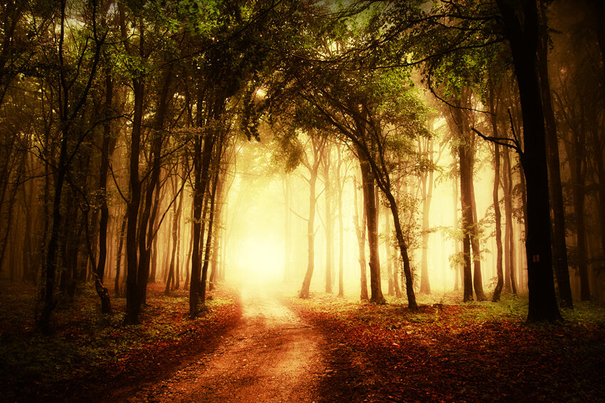 Herbst nebligen Weg Waldlandschaft Hintergrund M8-12