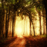 Herbst nebligen Weg Waldlandschaft Hintergrund M8-12