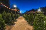 Nacht Weihnachtsbaum Bauernhof Fotografie Hintergrund M8-21
