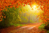 Herbst Wald Ahornblätter Kulisse Hintergrund M8-28