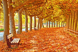 Herbst Ahornblätter Pfad Fotografie Hintergrund M8-29