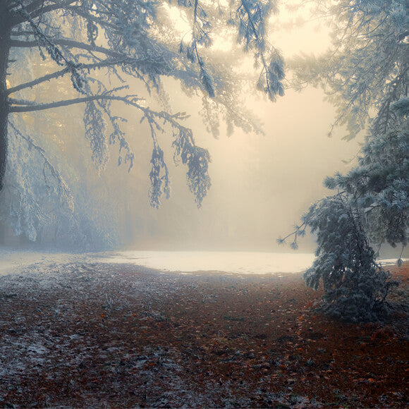 Verschneiter Wald Winter Natur Landschaft Kulisse M9-59