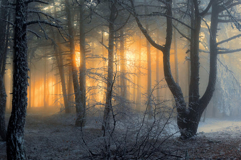 Winter verschneiten Wald Dämmerung Sonne Schatten Hintergrund M9-60
