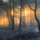 Winter verschneiten Wald Dämmerung Sonne Schatten Hintergrund M9-60