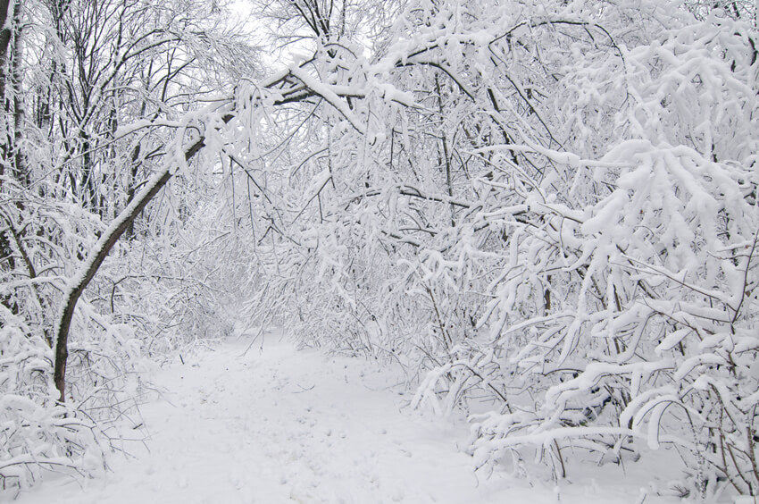 Winterwald Schnee Szene Weihnachtshintergründe MA-5