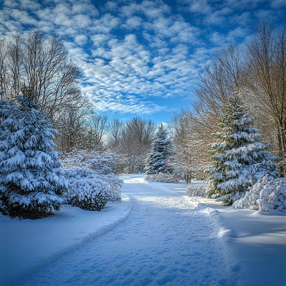 Winter Backdrops Klarer Himmel Schneeweg Backdrop MRR7-151