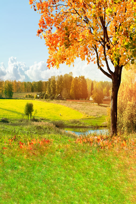 Herbst Gelbe Blätter Rasen Kleine Bach Fotografie Kulisse S-260