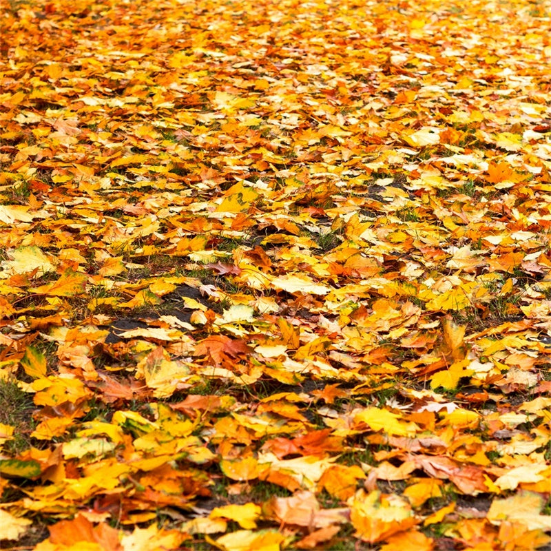 Boden Backdrop Fotografie Goldene Herbstblätter Boden Backdrop TWW57-10