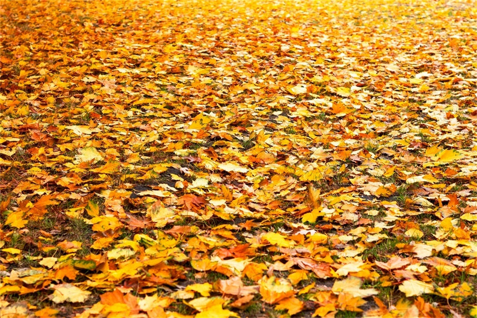 Boden Backdrop Fotografie Goldene Herbstblätter Boden Backdrop TWW57-10