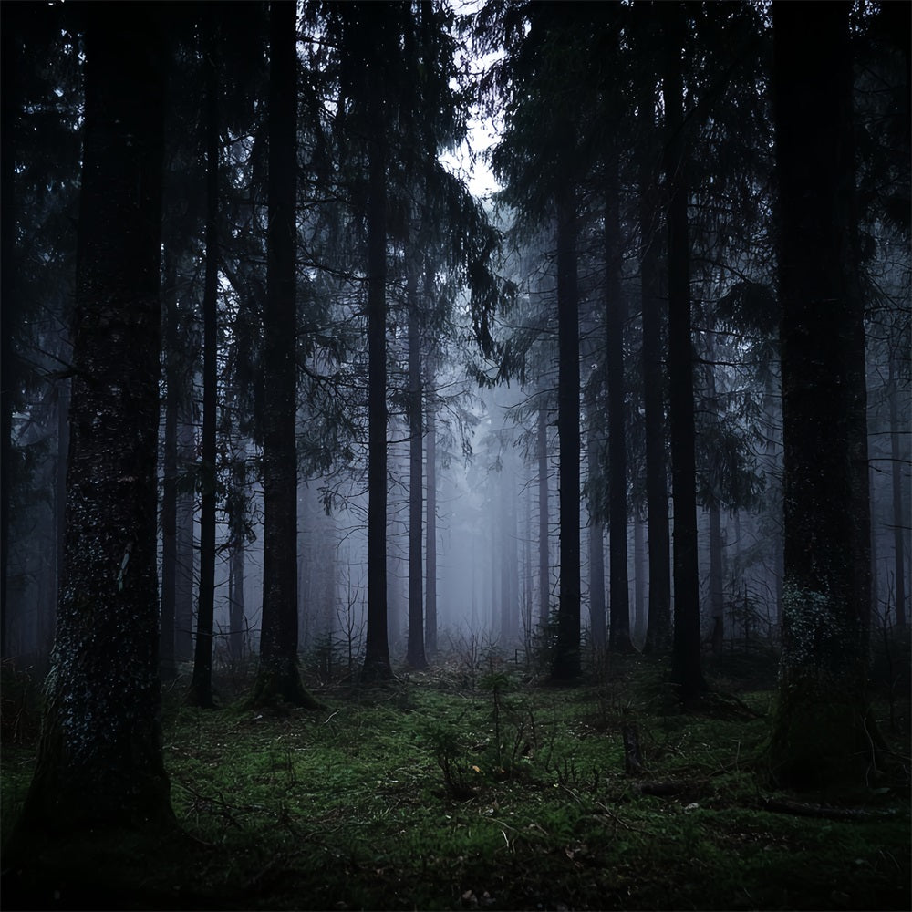 Gruseliger Wald-Fotohintergrund Dunkler nebliger Kiefernwald Dunkler Wald-Fotohintergrund TWW59-132