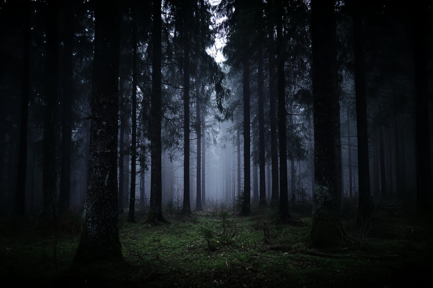 Gruseliger Wald-Fotohintergrund Dunkler nebliger Kiefernwald Dunkler Wald-Fotohintergrund TWW59-132