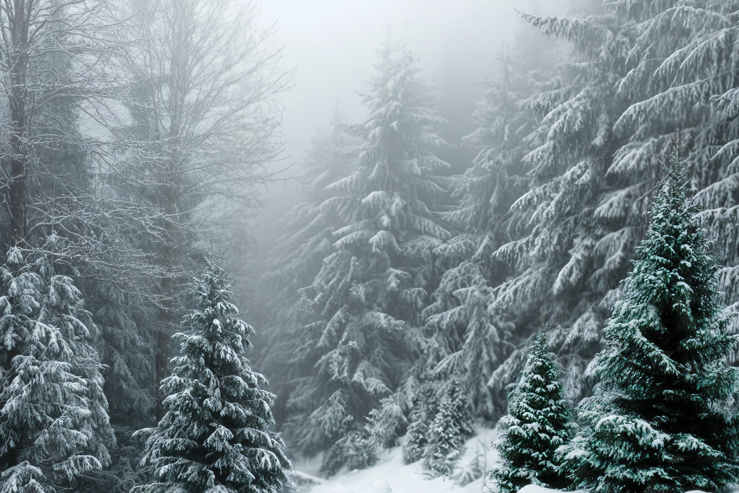 Winterwald-Fotohintergrund Frostiger immergrüner Wald Stille Schneewald-Fotohintergrund TWW59-134