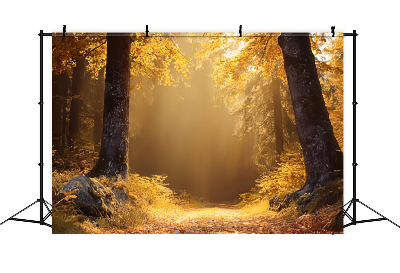 Herbstwald-Fotohintergrund Goldener Herbst Sonniger Waldweg Waldhintergründe TWW59-138