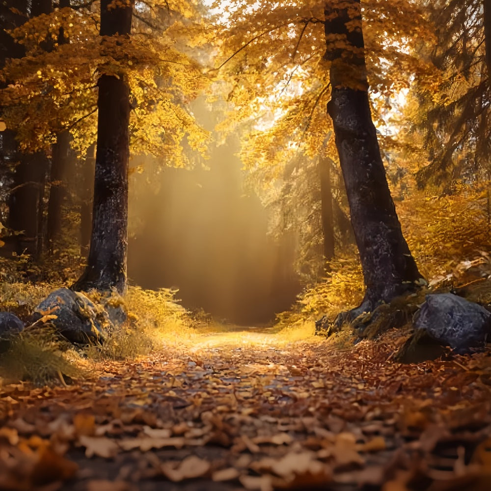 Herbstwald-Fotohintergrund Goldener Herbst Sonniger Waldweg Waldhintergründe TWW59-138