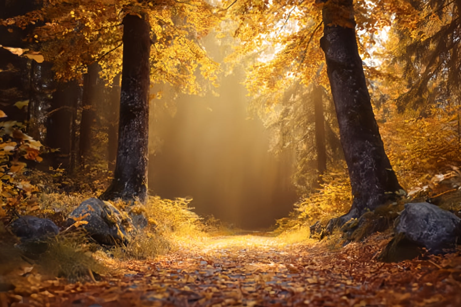 Herbstwald-Fotohintergrund Goldener Herbst Sonniger Waldweg Waldhintergründe TWW59-138
