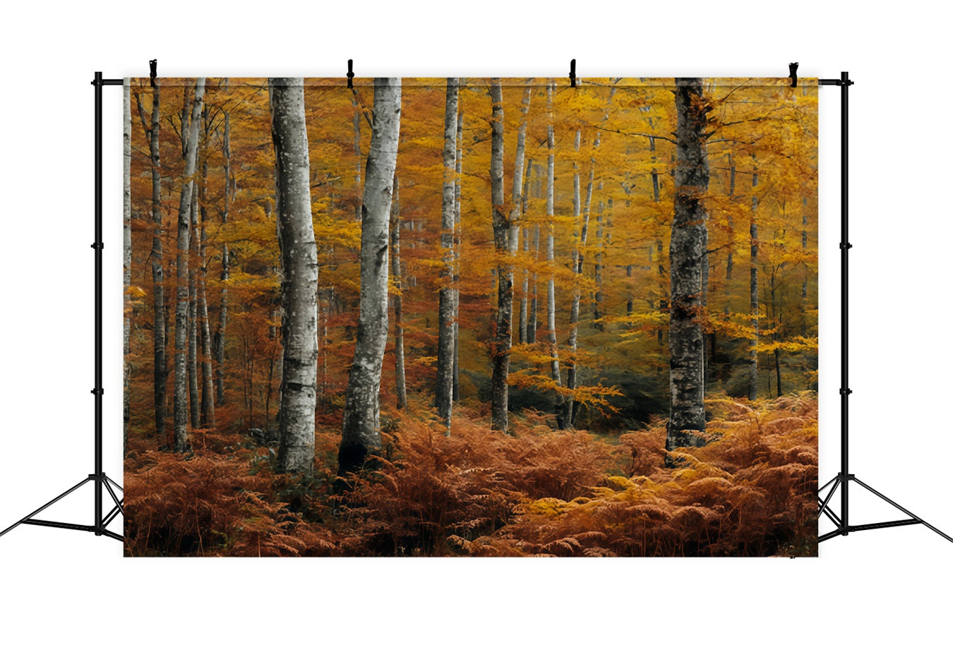 Herbstwald-Fotohintergrund Goldener Herbst Birkenwald Waldszene-Fotohintergrund TWW59-149