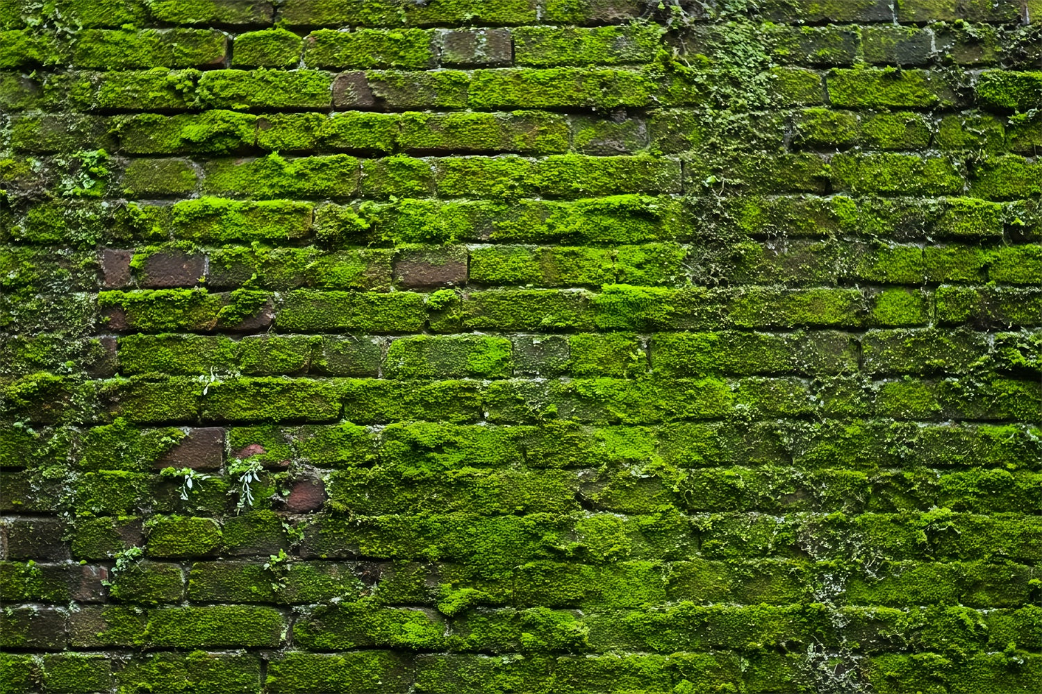 Ziegelsteinwand-Studiohintergründe Grünes Moos Vintage-Wand Ziegelstein-Fotohintergrund TWW59-185