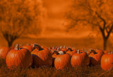 Pumpkins Halloween Fall Photography Backdrop