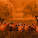 Pumpkins Halloween Fall Photography Backdrop
