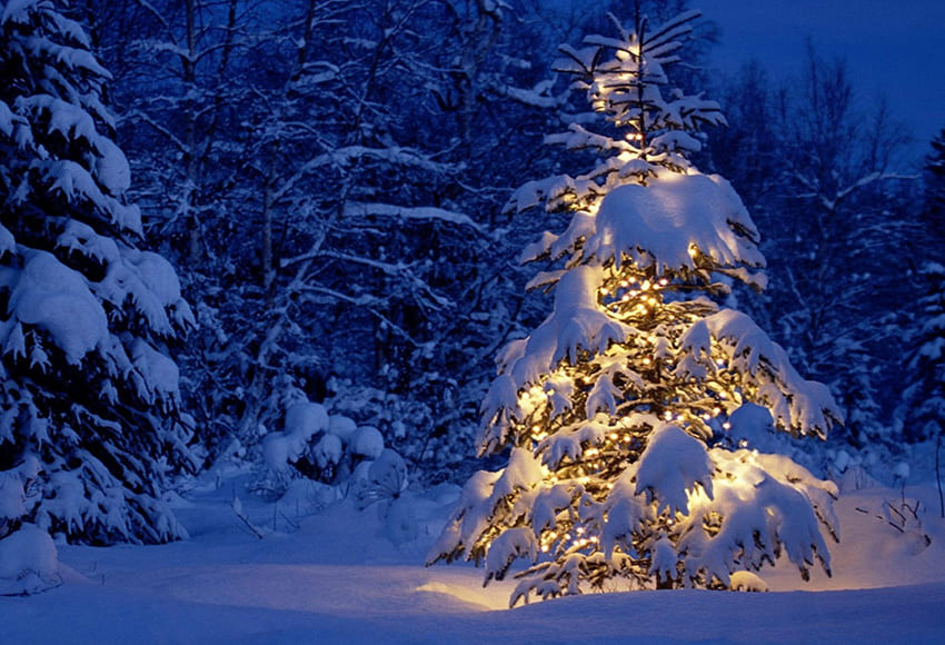 Schneebedeckter Tannenbaum-Winter-Fotografie-Hintergrund D977