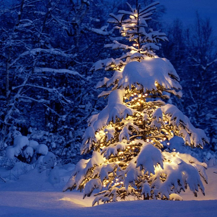 Schneebedeckter Tannenbaum-Winter-Fotografie-Hintergrund D977