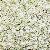 Weiße Blumen Wandfoto-Hintergründe G-182